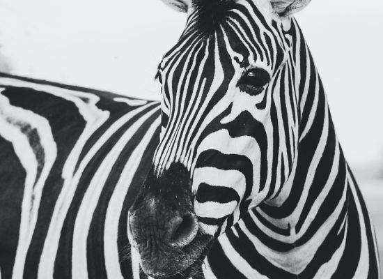 Transition professionnelle pour hauts potentiels et hypersensibles